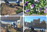 آغاز گلکاری پاییزه در سطوح فضای سبز شهری