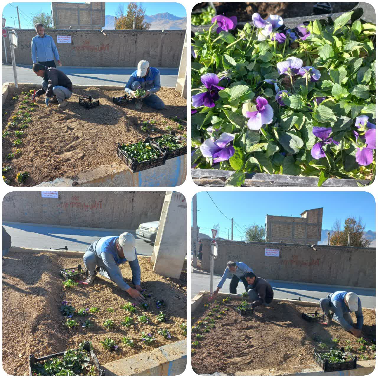 آغاز گلکاری پاییزه در سطوح فضای سبز شهری