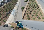 گل کاری در سطوح فضای سبز شهری