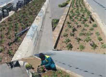 گل کاری در سطوح فضای سبز شهری