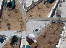 کاشت گل رز در سطوح فضای سبز شهری به مناسبت هفته زمین پاک