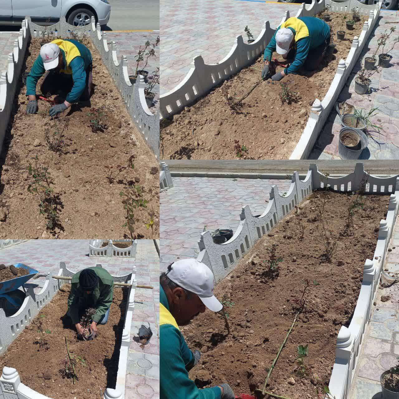 کاشت گل رز در سطوح فضای سبز شهری به مناسبت هفته زمین پاک