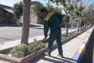 وجین علفهای هرز بلوار امام