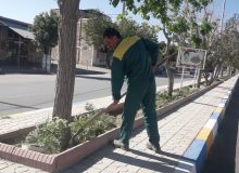 وجین علفهای هرز بلوار امام