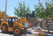 هرس شاخه های خشک درختان