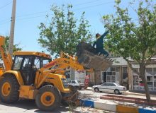 هرس شاخه های خشک درختان