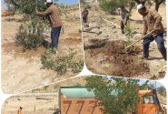 هرس سبز ، اصلاح تشتک و آبیاری درختان بوستان شهرداری