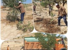 هرس سبز ، اصلاح تشتک و آبیاری درختان بوستان شهرداری
